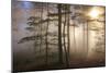 Autumnal forest near Kastel-Staadt, Rhineland-Palatinate, Germany, Europe-Hans-Peter Merten-Mounted Photographic Print