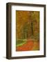 Autumnal forest near Kastel-Staadt, Rhineland-Palatinate, Germany, Europe-Hans-Peter Merten-Framed Photographic Print