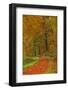 Autumnal forest near Kastel-Staadt, Rhineland-Palatinate, Germany, Europe-Hans-Peter Merten-Framed Photographic Print