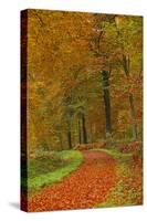 Autumnal forest near Kastel-Staadt, Rhineland-Palatinate, Germany, Europe-Hans-Peter Merten-Stretched Canvas