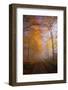 Autumnal forest near Kastel-Staadt, Rhineland-Palatinate, Germany, Europe-Hans-Peter Merten-Framed Photographic Print