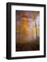 Autumnal forest near Kastel-Staadt, Rhineland-Palatinate, Germany, Europe-Hans-Peter Merten-Framed Photographic Print