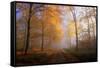 Autumnal forest near Kastel-Staadt, Rhineland-Palatinate, Germany, Europe-Hans-Peter Merten-Framed Stretched Canvas