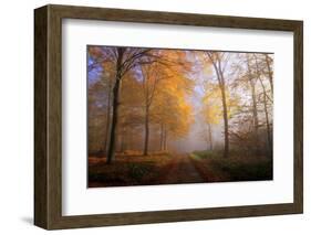 Autumnal forest near Kastel-Staadt, Rhineland-Palatinate, Germany, Europe-Hans-Peter Merten-Framed Photographic Print