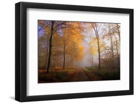 Autumnal forest near Kastel-Staadt, Rhineland-Palatinate, Germany, Europe-Hans-Peter Merten-Framed Photographic Print