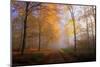 Autumnal forest near Kastel-Staadt, Rhineland-Palatinate, Germany, Europe-Hans-Peter Merten-Mounted Photographic Print