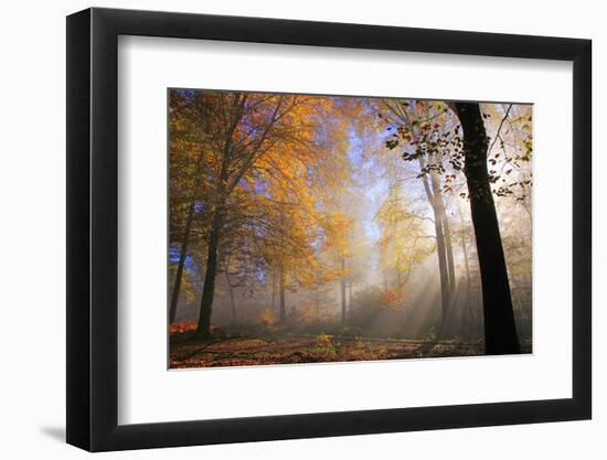 Autumnal forest near Kastel-Staadt, Rhineland-Palatinate, Germany, Europe-Hans-Peter Merten-Framed Photographic Print