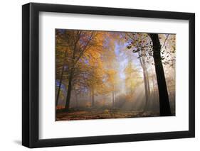 Autumnal forest near Kastel-Staadt, Rhineland-Palatinate, Germany, Europe-Hans-Peter Merten-Framed Photographic Print