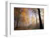 Autumnal forest near Kastel-Staadt, Rhineland-Palatinate, Germany, Europe-Hans-Peter Merten-Framed Photographic Print