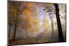 Autumnal forest near Kastel-Staadt, Rhineland-Palatinate, Germany, Europe-Hans-Peter Merten-Mounted Photographic Print