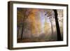 Autumnal forest near Kastel-Staadt, Rhineland-Palatinate, Germany, Europe-Hans-Peter Merten-Framed Photographic Print