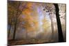 Autumnal forest near Kastel-Staadt, Rhineland-Palatinate, Germany, Europe-Hans-Peter Merten-Mounted Photographic Print