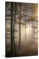 Autumnal forest near Kastel-Staadt, Rhineland-Palatinate, Germany, Europe-Hans-Peter Merten-Stretched Canvas