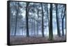 Autumnal forest, Rhineland-Palatinate (Rheinland-Pfalz), Germany, Europe-Hans-Peter Merten-Framed Stretched Canvas