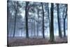 Autumnal forest, Rhineland-Palatinate (Rheinland-Pfalz), Germany, Europe-Hans-Peter Merten-Stretched Canvas