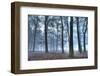 Autumnal forest, Rhineland-Palatinate (Rheinland-Pfalz), Germany, Europe-Hans-Peter Merten-Framed Photographic Print