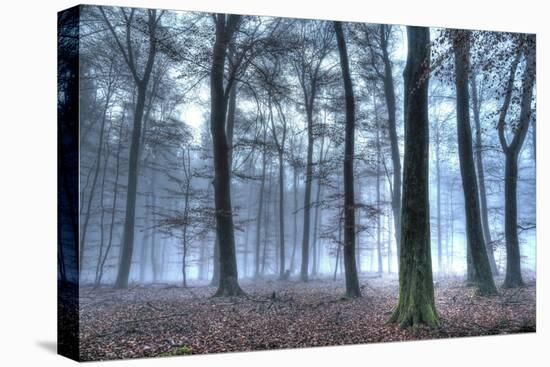 Autumnal forest, Rhineland-Palatinate (Rheinland-Pfalz), Germany, Europe-Hans-Peter Merten-Stretched Canvas