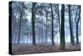 Autumnal forest, Rhineland-Palatinate (Rheinland-Pfalz), Germany, Europe-Hans-Peter Merten-Stretched Canvas