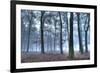 Autumnal forest, Rhineland-Palatinate (Rheinland-Pfalz), Germany, Europe-Hans-Peter Merten-Framed Photographic Print