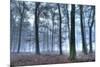 Autumnal forest, Rhineland-Palatinate (Rheinland-Pfalz), Germany, Europe-Hans-Peter Merten-Mounted Photographic Print