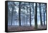 Autumnal forest, Rhineland-Palatinate (Rheinland-Pfalz), Germany, Europe-Hans-Peter Merten-Framed Stretched Canvas