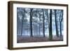 Autumnal forest, Rhineland-Palatinate (Rheinland-Pfalz), Germany, Europe-Hans-Peter Merten-Framed Photographic Print