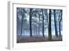 Autumnal forest, Rhineland-Palatinate (Rheinland-Pfalz), Germany, Europe-Hans-Peter Merten-Framed Photographic Print