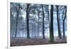 Autumnal forest, Rhineland-Palatinate (Rheinland-Pfalz), Germany, Europe-Hans-Peter Merten-Framed Photographic Print