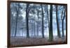 Autumnal forest, Rhineland-Palatinate (Rheinland-Pfalz), Germany, Europe-Hans-Peter Merten-Framed Photographic Print