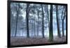 Autumnal forest, Rhineland-Palatinate (Rheinland-Pfalz), Germany, Europe-Hans-Peter Merten-Framed Photographic Print