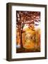 Autumnal Frame-Philippe Sainte-Laudy-Framed Photographic Print