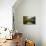 Autumnal Geometry-Philippe Sainte-Laudy-Photographic Print displayed on a wall