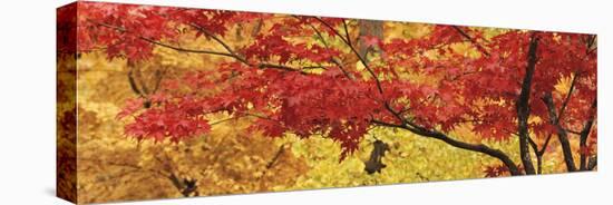 Autumnal Leaves on Maple Trees in a Forest-null-Stretched Canvas