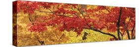 Autumnal Leaves on Maple Trees in a Forest-null-Stretched Canvas