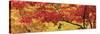 Autumnal Leaves on Maple Trees in a Forest-null-Stretched Canvas