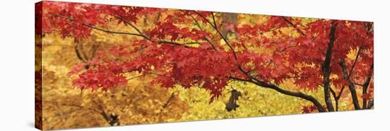 Autumnal Leaves on Maple Trees in a Forest-null-Stretched Canvas
