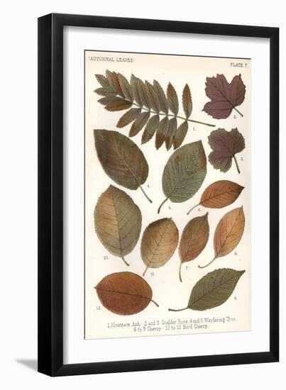 Autumnal Leaves-null-Framed Art Print