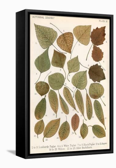 Autumnal Leaves-null-Framed Stretched Canvas
