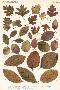 Laminate