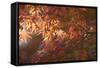 Autumnal Maple Leaves, Kyoto, Japan-Stuart Black-Framed Stretched Canvas