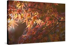 Autumnal Maple Leaves, Kyoto, Japan-Stuart Black-Stretched Canvas