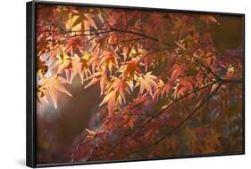 Autumnal Maple Leaves, Kyoto, Japan-Stuart Black-Framed Photographic Print