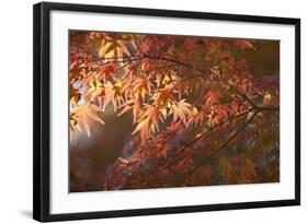 Autumnal Maple Leaves, Kyoto, Japan-Stuart Black-Framed Photographic Print