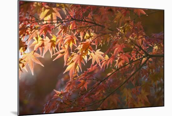 Autumnal Maple Leaves, Kyoto, Japan-Stuart Black-Mounted Photographic Print