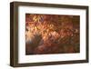 Autumnal Maple Leaves, Kyoto, Japan-Stuart Black-Framed Photographic Print