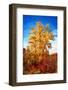 Autumnal Painting of a Tree-Philippe Sainte-Laudy-Framed Photographic Print