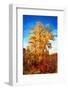 Autumnal Painting of a Tree-Philippe Sainte-Laudy-Framed Photographic Print