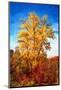 Autumnal Painting of a Tree-Philippe Sainte-Laudy-Mounted Photographic Print