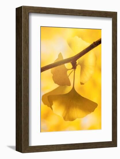 Autumnal Pendant-Philippe Sainte-Laudy-Framed Photographic Print