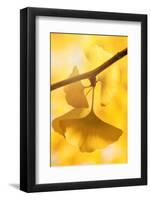 Autumnal Pendant-Philippe Sainte-Laudy-Framed Photographic Print